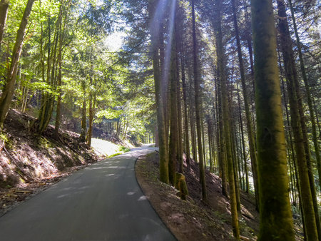 Road in the forest with sunbeams through the trees in summerの写真素材