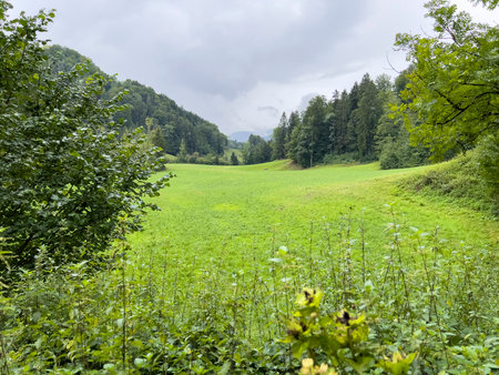Landscape with green meadow and forest in Bavaria, Germanyの写真素材