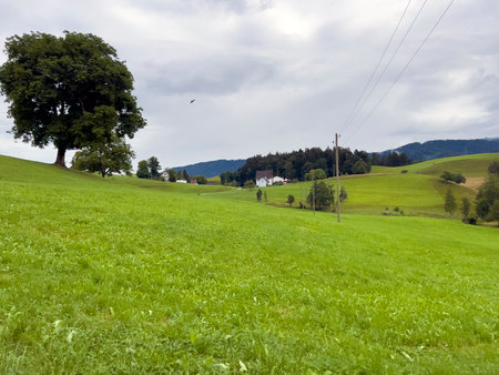 Lonely bird in the cloudy sky.の写真素材