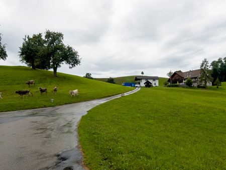 The cows from the farm in the rain.の写真素材