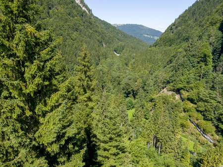 Green forest in the canton of Schwyz.の写真素材