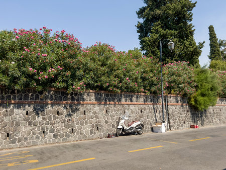 The beautiful trees.の写真素材