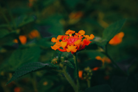 Beautiful yellow lantana camara flowers in the gardenの写真素材