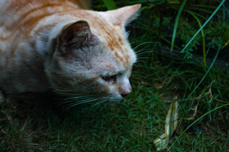 Portrait of an orange cat in the grass