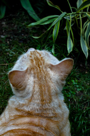 Portrait of an orange cat in the grass