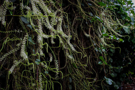Many vines are on the terrace of the house