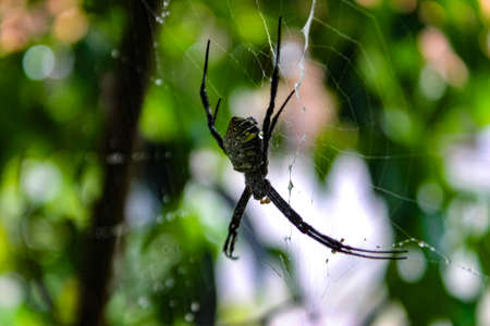 The spider that makes a web between the plantsの写真素材