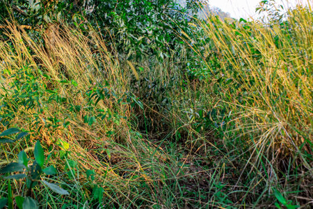 The grass that is on the hillの写真素材