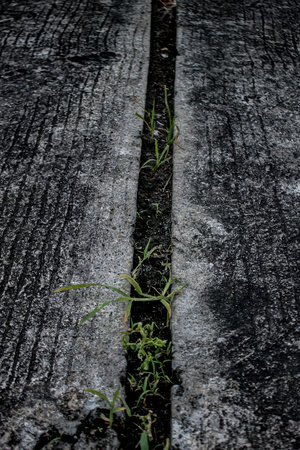 Streets made of concrete in the campus areaの写真素材