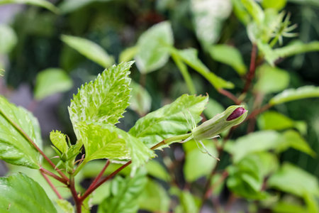 close up of green leaves