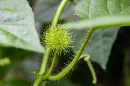 Shoots on green plants that stand outの写真素材