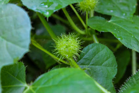 Shoots on green plants that stand outの写真素材