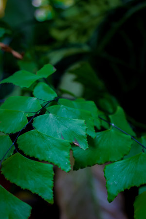 Seeing up close the fresh green leaves in the yard of the houseの写真素材
