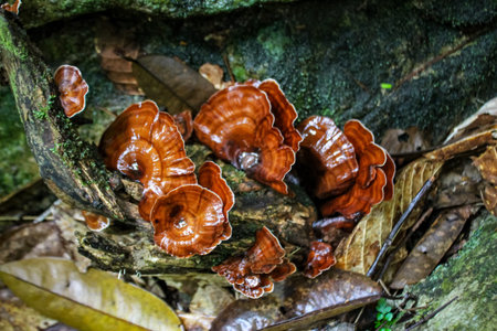 Mushrooms growing on fallen tree trunks