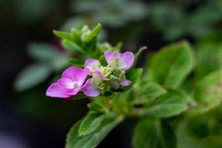 Take a close look at the photo of flowers in the gardenの写真素材