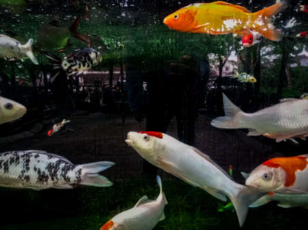 A group of koi fish in the aquariumの写真素材