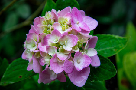 Close-up of flowers in the garden