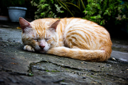 Photo of orange cat sleeping on the floor