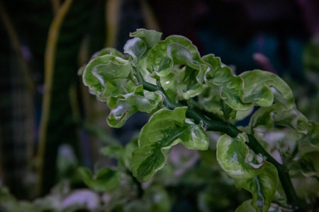 Close-up view Fresh green leaf texture