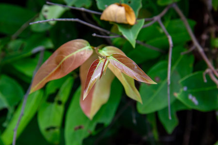 A close look at the green leaves of a plant that looks fresh