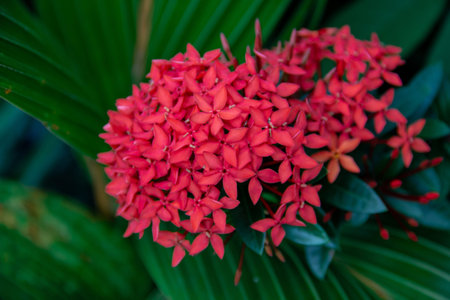 Close-up view of red flowers on a green leaf backgroundの写真素材