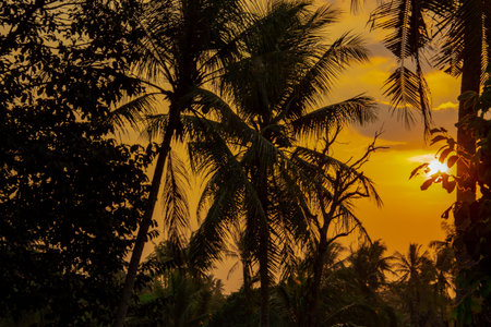 Coconut tree silhouette on sunset background
