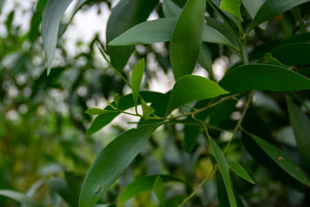 Close-up of fresh green leavesの写真素材