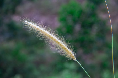 Take a close look at the weedsの写真素材