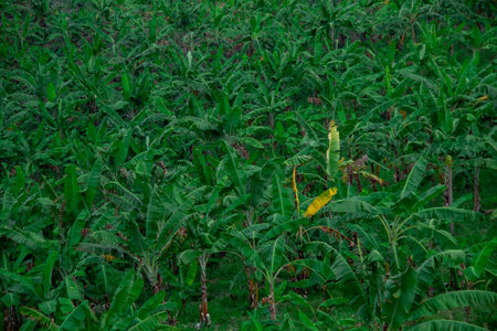 A very large banana plantation seen from aboveの写真素材