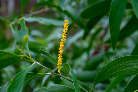 Close-up view of plant flowers in the forest