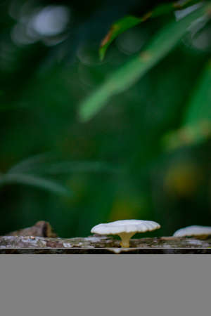 Close-up view of mushrooms growing on tree trunksの写真素材