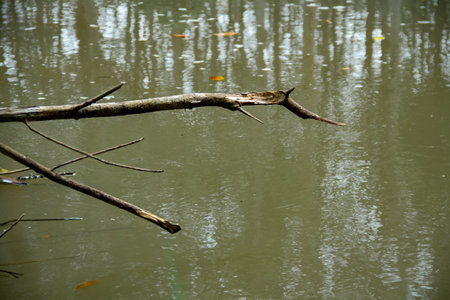 Fallen tree branches carried by the river