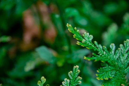 Close-up of fresh green leaves