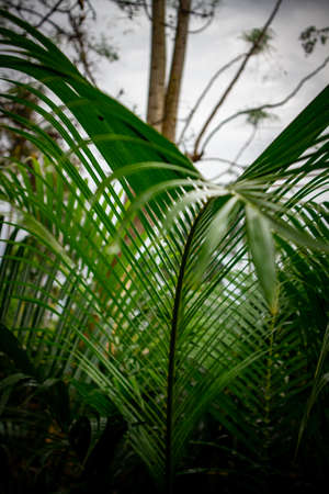 Very fresh green leaf background after being exposed to rainの写真素材