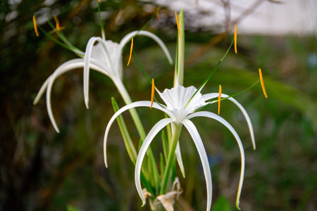 Close-up of white flower details