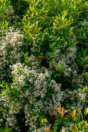 Background of white flowers growing on treesの写真素材
