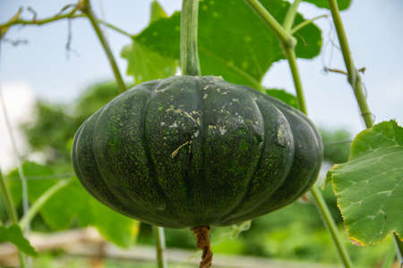 Take a close look at the pumpkin fruit that is still on the treeの写真素材