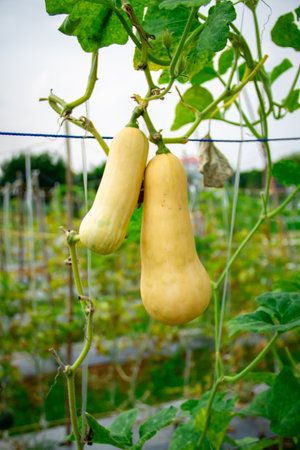 Close-up of Ripe Butternut Pumpkinの写真素材