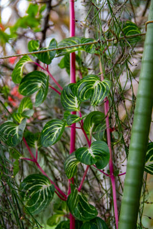 The leaves of the iresine herbstii plant in the gardenの写真素材