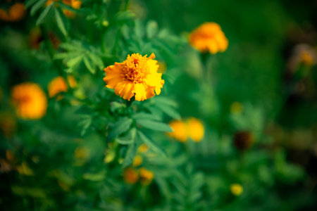 Yellow tagetes erecta flowers in the garden
