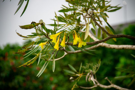Yellow allamanda cathartica flower growing in the garden