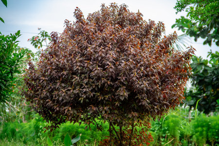 Purple aerva sanguinolenta tree background in the gardenの写真素材