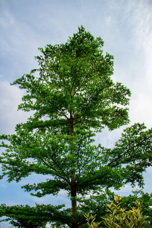 The tall terminalia ivorensis tree in the park