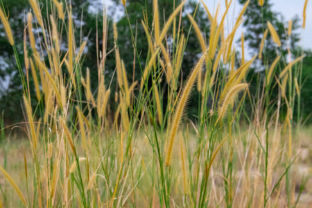 Weeds that are in the field