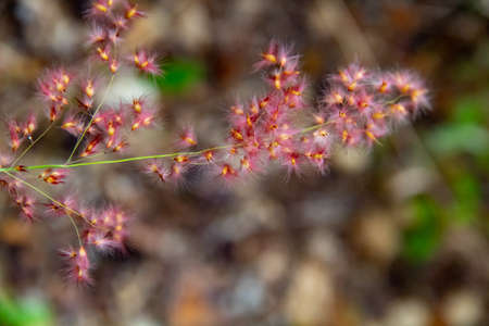 A close look at the grass plants melinis repens redの写真素材