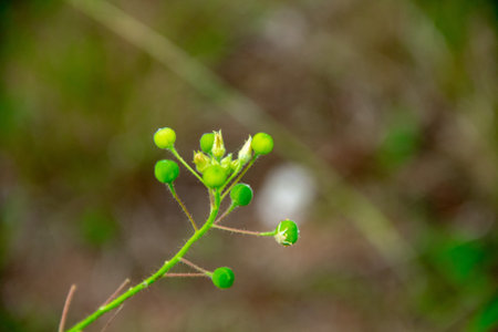 Close-up view of the camelina sativa grass plant