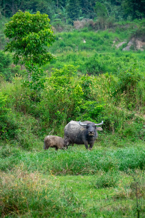 A buffalo eating grass in the field