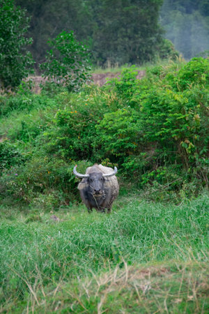 A buffalo eating grass in the fieldの写真素材