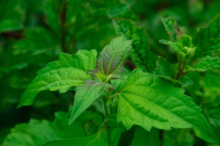 Fresh green plant leaf background