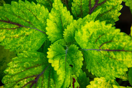 The background of the coleus plant in the gardenの写真素材